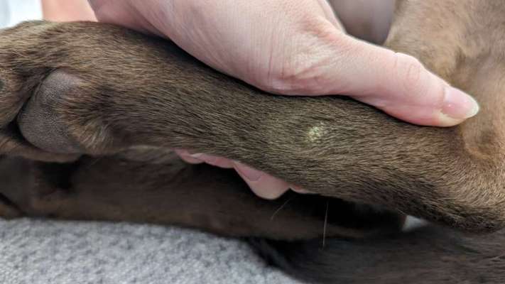 Druckstellen (?) an den Hinterbeinen-Beitrag-Bild