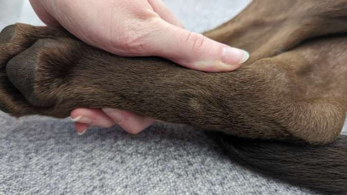 Druckstellen (?) an den Hinterbeinen-Beitrag-Bild