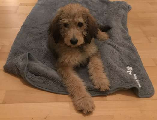 Welpen Bilder !-Beitrag-Bild