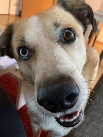 Morbus Addison-Beitrag-Bild