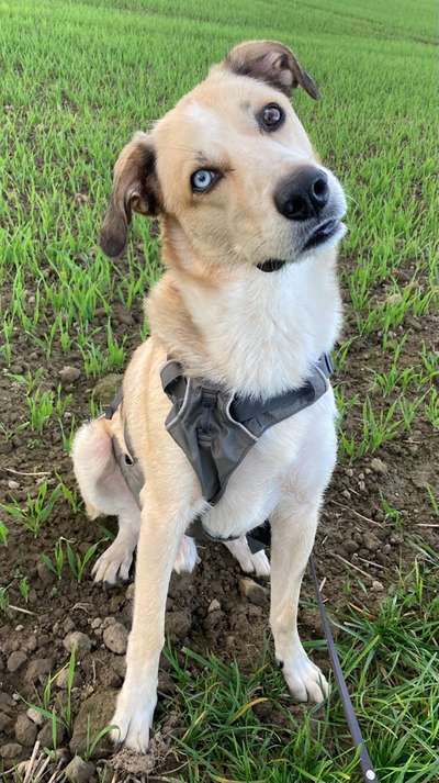 Morbus Addison-Beitrag-Bild