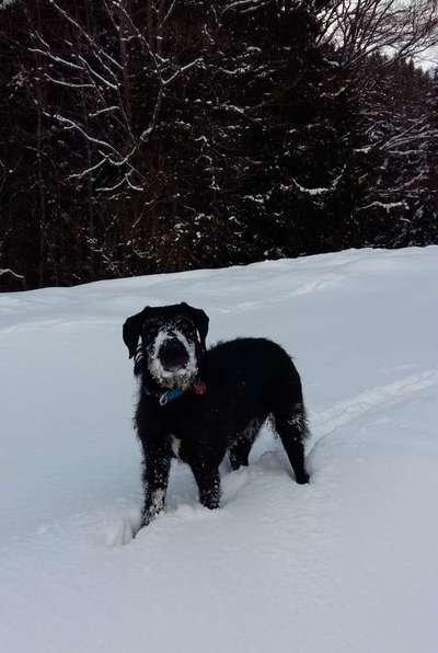 Die Dogorama Kalender Challenge Teil 2/4-Beitrag-Bild