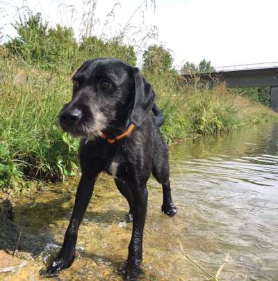 Mischlingshunde Foto Aufruf-Beitrag-Bild