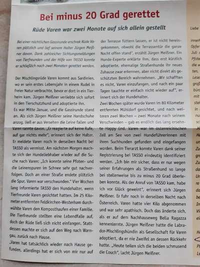 Entlaufener Hund suchen, oder nicht?-Beitrag-Bild