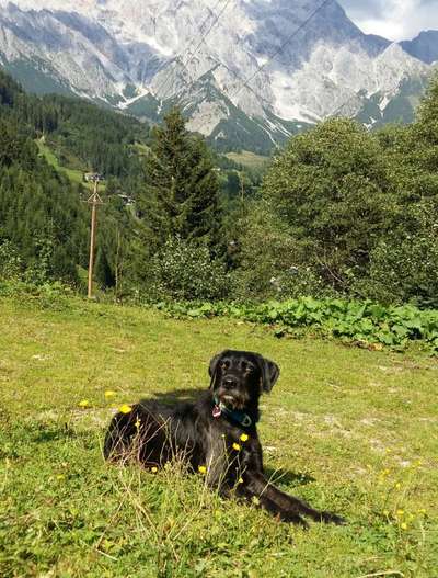 Die Dogorama Monats Challenge "Es grünt und blüht"-Beitrag-Bild