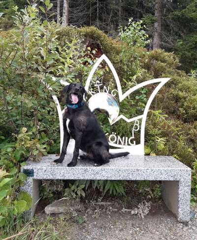 Hunde im Urlaub-Beitrag-Bild