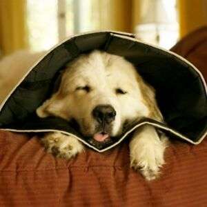 Kastration Rüde-Beitrag-Bild