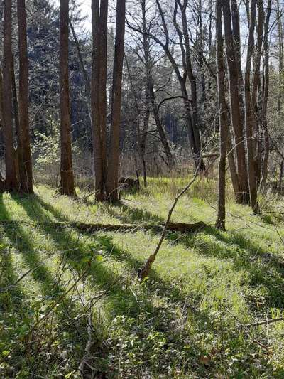 Hund und Natur-Beitrag-Bild