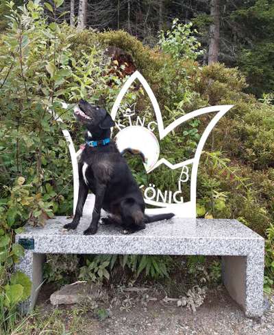 Fotochallenge No. 26                                     Wald und Wiese-Beitrag-Bild