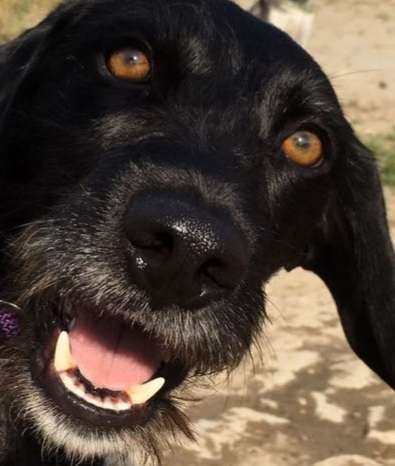 Zeigt her eure Hundenasen-Beitrag-Bild