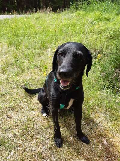 Mischlingshunde Foto Aufruf-Beitrag-Bild