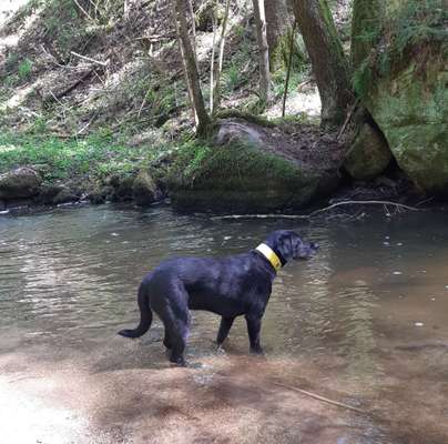 Hund und Natur-Beitrag-Bild