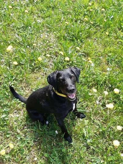 Hund und Natur-Beitrag-Bild