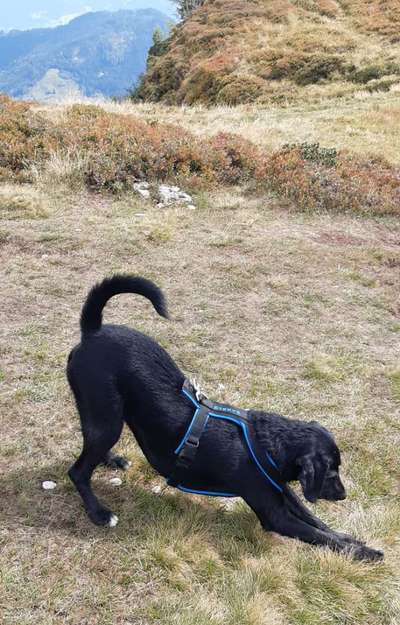 Welches Tier wollte euer Hund wohl ursprünglich mal werden?-Beitrag-Bild