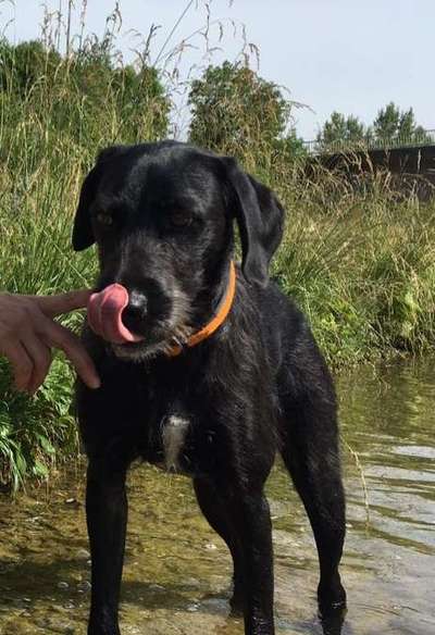 Umfrage zur relativen Schnauzenlänge-Beitrag-Bild