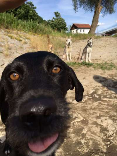 Mischlingshunde Foto Aufruf-Beitrag-Bild