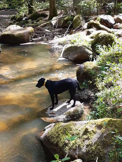Hund und Natur-Beitrag-Bild