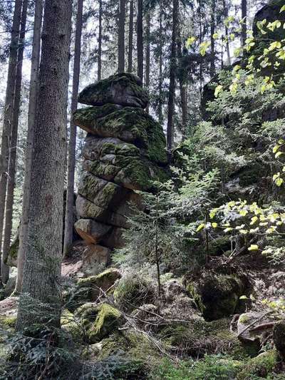 Hund und Natur-Beitrag-Bild