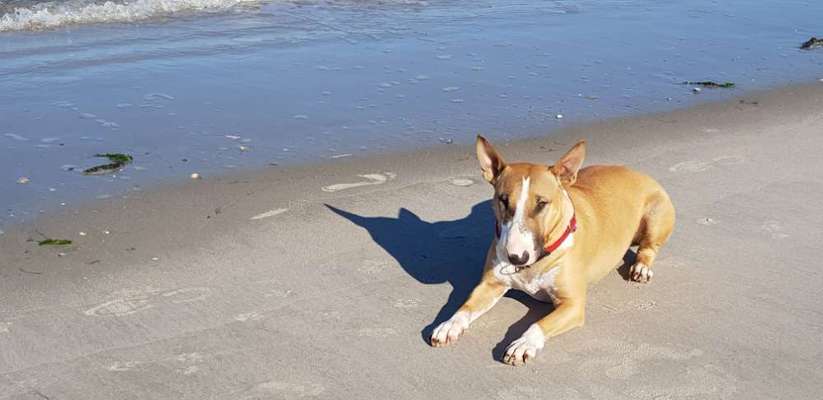 Freunde von 'Kampfhunden'-Beitrag-Bild