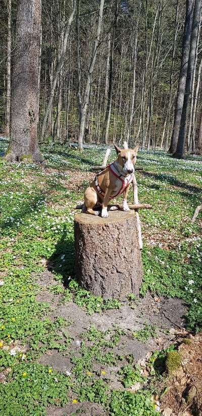 Freunde von 'Kampfhunden'-Beitrag-Bild