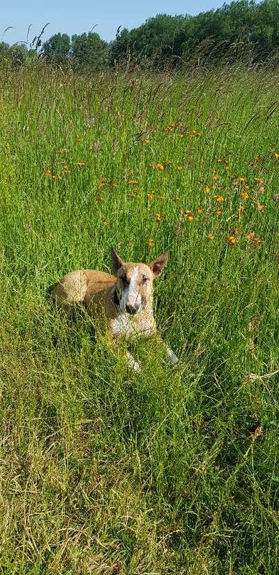 Freunde von 'Kampfhunden'-Beitrag-Bild