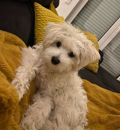 Dogorama Photo Challenge - Hundeblick zum hinschmelzen-Beitrag-Bild