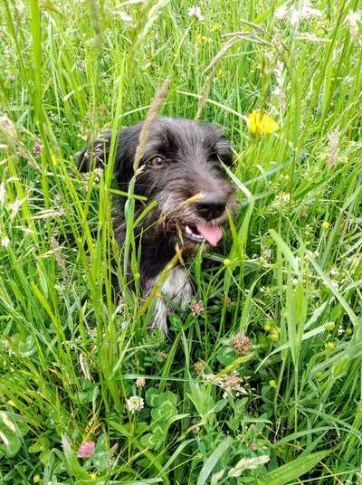 Tongue Out Tuesday-Beitrag-Bild