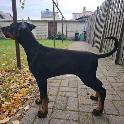 Hundetreffen-Dobermann-Welpe sucht Kumpels-Bild