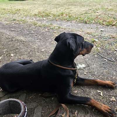 Hundetreffen-Dobermann-Welpe sucht Kumpels-Bild