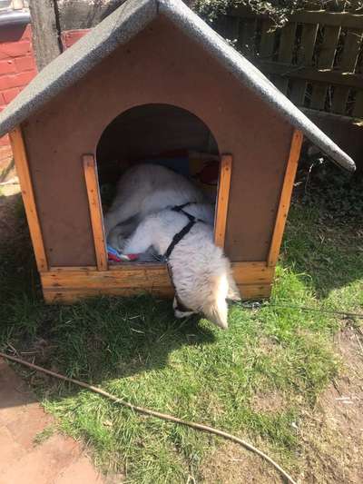 Zeigt mir die lustigsten Schlafpositionen eurer Fellnasen-Beitrag-Bild