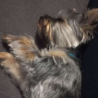 Hundetreffen-Spielen und Toben sehr gerne erlaubt...😁-Bild