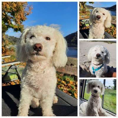 Hundetreffen-Spiel-gassi Runde gesucht-Bild