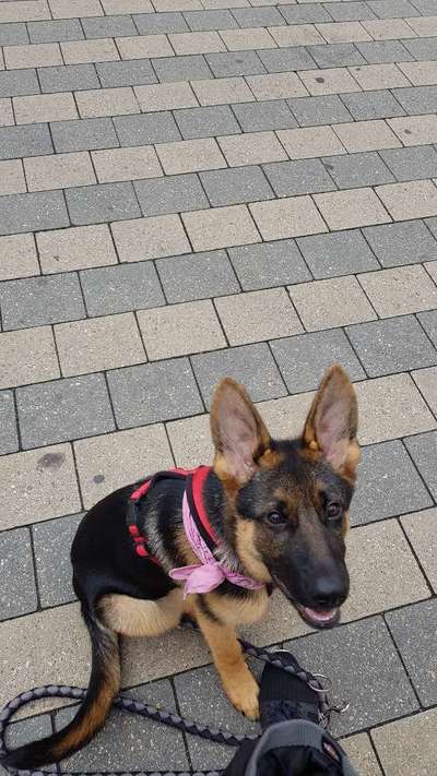 Welpen Bilder !-Beitrag-Bild