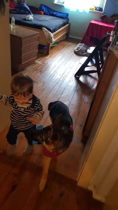 Die wunderschöne Welt mit Hund.-Beitrag-Bild