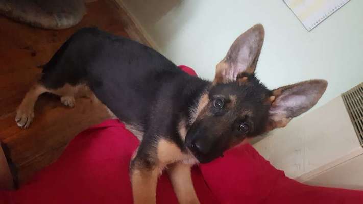 Schäferhund-Beitrag-Bild