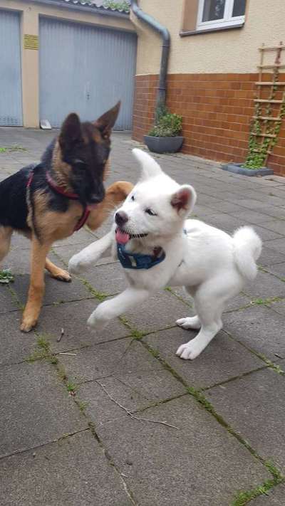 Rassen und ihre Eigenschaften-Beitrag-Bild