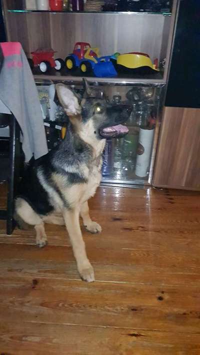 Schäferhund-Beitrag-Bild