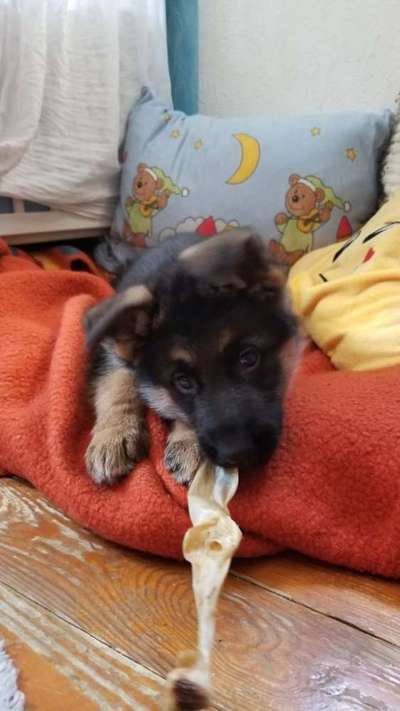 Schäferhund-Beitrag-Bild