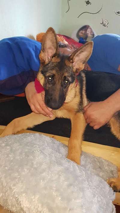 Die wunderschöne Welt mit Hund.-Beitrag-Bild