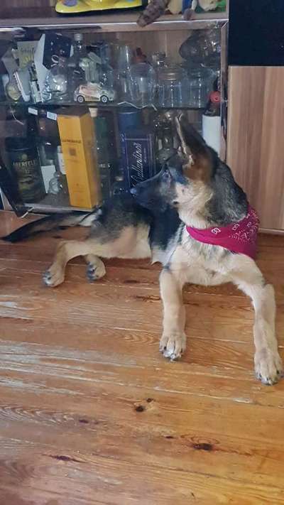 Die wunderschöne Welt mit Hund.-Beitrag-Bild