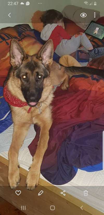 Hunderunde-Beitrag-Bild