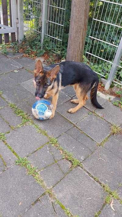 Schäferhund-Fans?-Beitrag-Bild