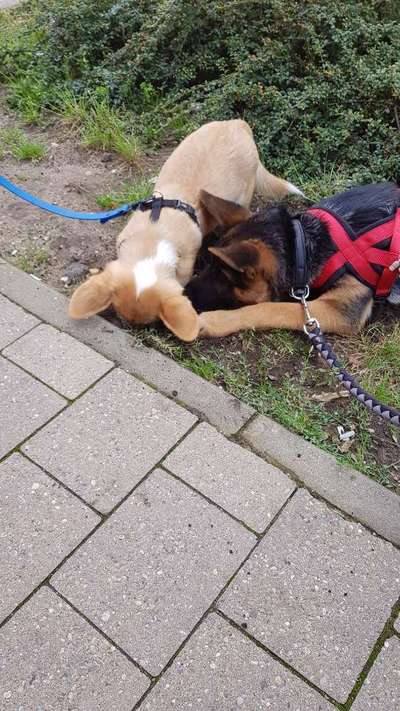 Die wunderschöne Welt mit Hund.-Beitrag-Bild