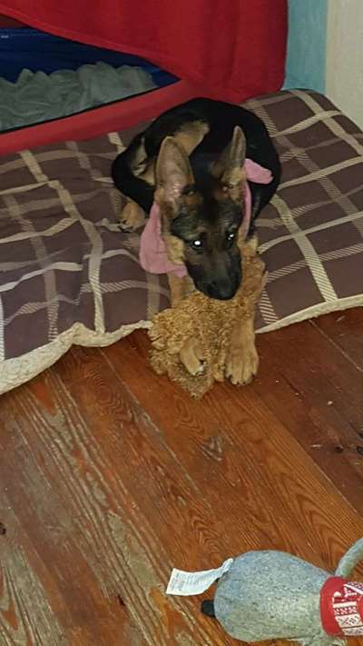 Die Dogorama Wochen Challenge-Beitrag-Bild