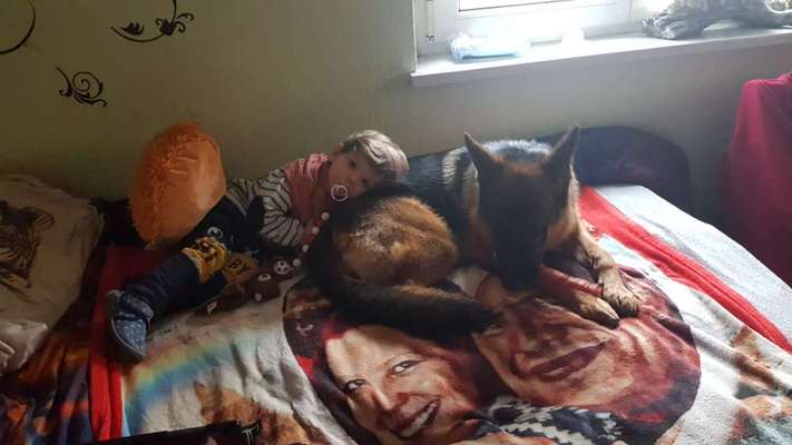 Deutsche Schäferhunde, Belgische Schäferhunde.-Beitrag-Bild