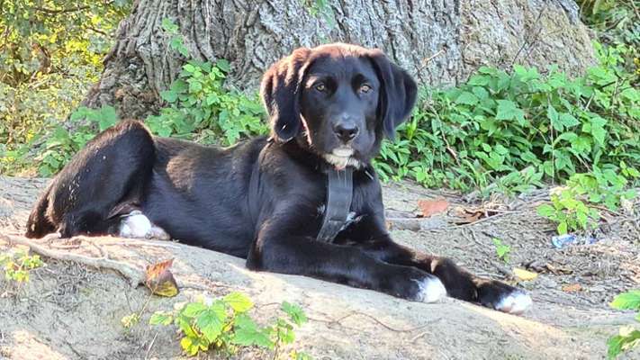 Die Dogorama Kalender Challenge Titelbild-Beitrag-Bild