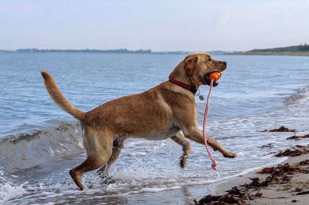 Fotochallenge 66 ~ Rennaction -Zeig deinen Hund im Lauf-Beitrag-Bild