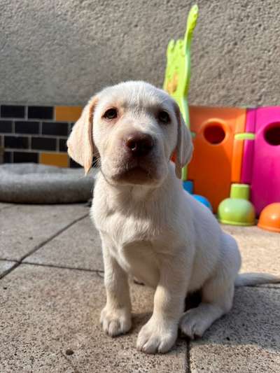Hundetreffen-Welpentreffen Johanna Park/ Clara Zetkin Park-Bild