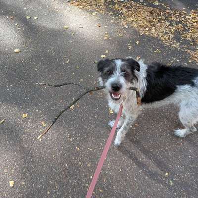 Hundetreffen-Suchen neue Hundefreunde zum Gassi und Spielrunden-Bild