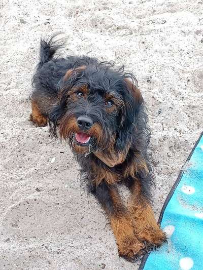 Mischlingshunde Foto Aufruf-Beitrag-Bild